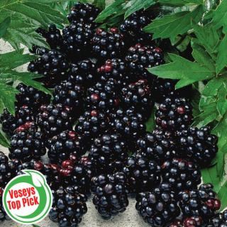 Blackberries Thumbnail